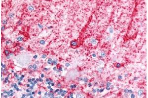 Anti-SLC1A3 / GLAST antibody  ABIN1049331 IHC staining of human brain, cerebellum, molecular layer and Purkinje layer.