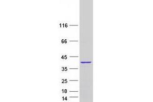 Validation with Western Blot