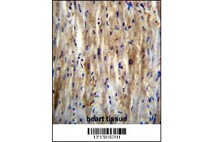 SLC12A7 Antibody immunohistochemistry analysis in formalin fixed and paraffin embedded human heart tissue followed by peroxidase conjugation of the secondary antibody and DAB staining. (SLC12A7 anticorps  (N-Term))