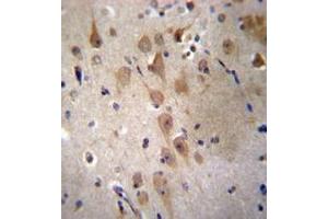 Immunohistochemistry analysis in formalin fixed and paraffin embedded human brain tissue reacted with GRIP2 Antibody (Center) followed by peroxidase conjugation of the secondary antibody and DAB staining. (GRIP2 anticorps  (Middle Region))