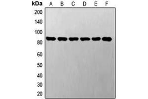 Western blot analysis of STAT3 expression in A549 (A), LO2 (B), SP2/0 (C), NIH3T3 (D), PC12 (E), H9C2 (F) whole cell lysates. (STAT3 anticorps  (C-Term))