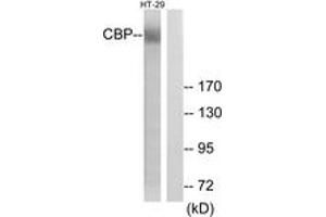 Western blot analysis of extracts from HT-29 cells, treated with calyculinA 50ng/ml 30', using CBP (Ab-1535) Antibody. (CBP anticorps  (AA 1501-1550))