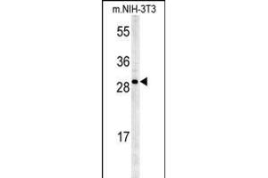 KCTD21 Antibody (C-term) (ABIN651600 and ABIN2840317) western blot analysis in mouse NIH-3T3 cell line lysates (35 μg/lane). (KCTD21 anticorps  (C-Term))