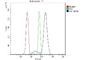 Flow Cytometry analysis of U937 cells using anti-OGT antibody (ABIN3043893). (OGT anticorps  (C-Term))