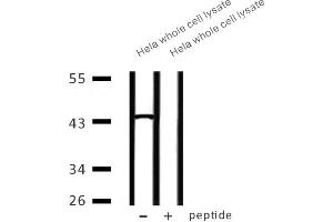 Western blot analysis of extracts from Hela whole cell lysate at 30ug, using CAPG Antibody. (CAPG anticorps  (Internal Region))