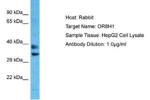 Host: Rabbit Target Name: OR8H1 Sample Type: HepG2 Whole Cell lysates Antibody Dilution: 1. (OR8H1 anticorps  (C-Term))