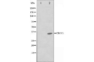 Western blot analysis on NIH-3T3 cell lysate using ERCC1 Antibody,The lane on the left is treated with the antigen-specific peptide. (ERCC1 anticorps  (Internal Region))