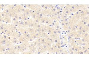 Detection of MMP3 in Porcine Liver Tissue using Polyclonal Antibody to Matrix Metalloproteinase 3 (MMP3)