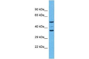 Western Blotting (WB) image for anti-Olfactory Receptor, Family 5, Subfamily K, Member 4 (OR5K4) (C-Term) antibody (ABIN2791760) (OR5K4 anticorps  (C-Term))