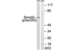 Western blot analysis of extracts from 293 cells treated with PMA 125ng/ml 30', using Smad2 (Phospho-Ser250) Antibody.