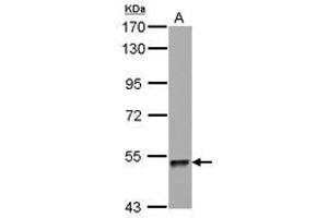 Image no. 1 for anti-Zinc Finger Protein 689 (ZNF689) (AA 28-240) antibody (ABIN1501852)