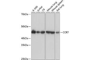 Western blot analysis of extracts of various cell lines, using CCR7 Rabbit mAb (ABIN7266309) at 1:1000 dilution. (CCR7 anticorps)