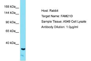 Host: Rabbit Target Name: FAM21A Sample Tissue: Human A549 Whole Cell Antibody Dilution: 1ug/ml (FAM21D anticorps  (C-Term))