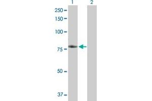 Western Blot analysis of TNFRSF21 expression in transfected 293T cell line by TNFRSF21 MaxPab polyclonal antibody. (TNFRSF21 anticorps  (AA 1-655))
