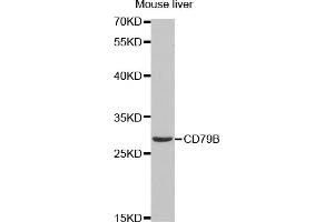 Western blot analysis of extracts of mouse liver, using CD79B antibody (ABIN1871654) at 1:1000 dilution. (CD79b anticorps)