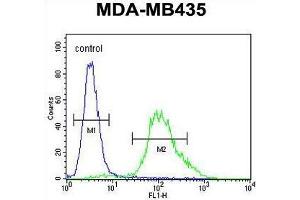 ZNF98 Antibody (C-term) flow cytometric analysis of MDA-MB435 cells (right histogram) compared to a negative control cell (left histogram). (ZNF98 anticorps  (C-Term))