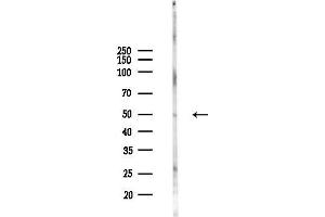 Western blot analysis of lysates from RAW264.