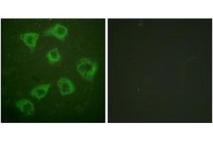 Immunofluorescence (IF) image for anti-Kinase Suppressor of Ras 1 (KSR1) (AA 358-407) antibody (ABIN2888600) (KSR1 anticorps  (AA 358-407))