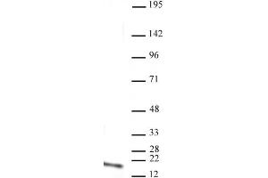 Histone H3 monomethyl Lys4 antibody (mAb) tested by Western blot. (Histone 3 anticorps  (H3K4me))