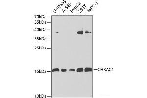 Western blot analysis of extracts of various cell lines using CHRAC1 Polyclonal Antibody at dilution of 1:1000. (CHRAC1 anticorps)