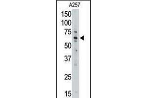 Western blot analysis of anti-MLLT1 Pab in A257 cell line lysate (35ug/lane). (MLLT1 anticorps  (C-Term))