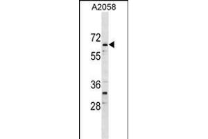 ARID5A Antibody (Center) (ABIN1538378 and ABIN2849205) western blot analysis in  cell line lysates (35 μg/lane). (ARID5A anticorps  (AA 382-411))