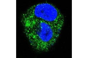 Confocal immunofluorescent analysis of ADORA2A Antibody (Center) (Cat#AP50096PU-N) with HepG2 cell followed by Alexa Fluor 488-conjugated goat anti-rabbit lgG (green).