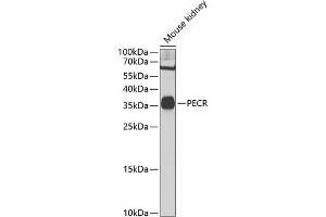 Western blot analysis of extracts of mouse kidney, using PECR Antibody (ABIN6131420, ABIN6145431, ABIN6145432 and ABIN6223034) at 1:1000 dilution. (PECR anticorps  (AA 24-303))