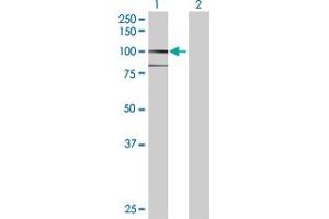 Western Blot analysis of AOC3 expression in transfected 293T cell line by AOC3 MaxPab polyclonal antibody.