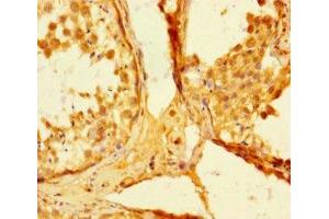 Immunohistochemistry of paraffin-embedded human testis tissue using ABIN7160242 at dilution of 1:100