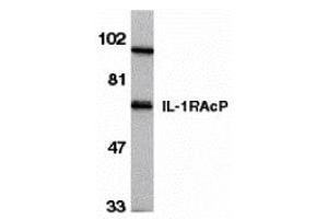 Western Blotting (WB) image for anti-Interleukin 1 Receptor Accessory Protein (IL1RAP) (C-Term) antibody (ABIN1030434)