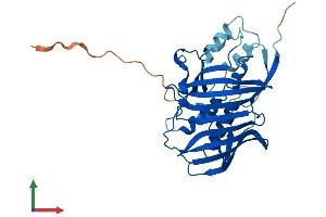 AlphaFold protein structure predicition of Human Recombinant ACOT8 Protein, UniprotID O14734