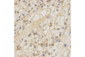 Immunohistochemistry (IHC) image for anti-Claudin 11 (CLDN11) antibody (ABIN1871890) (Claudin 11 anticorps)