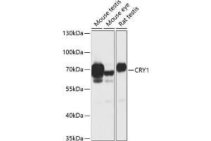 Western blot analysis of extracts of various cell lines, using CRY1 antibody (ABIN6130203, ABIN6139061, ABIN6139064 and ABIN6217742) at 1:1000 dilution.