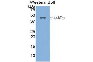 Western Blotting (WB) image for anti-Platelet-Derived Growth Factor C (PDGFC) (AA 23-345) antibody (ABIN3204826) (PDGFC anticorps  (AA 23-345))