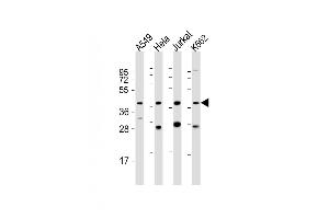 All lanes : Anti-MORF4L1 Antibody (C-Term) at 1:2000 dilution Lane 1: A549 whole cell lysate Lane 2: Hela whole cell lysate Lane 3: Jurkat whole cell lysate Lane 4: K562 whole cell lysate Lysates/proteins at 20 μg per lane. (MORF4L1 anticorps  (AA 328-360))