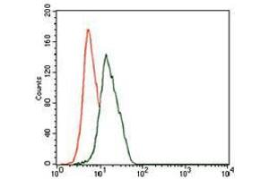 Flow cytometric analysis of HeLa cells using ENO2 mouse mAb (green) and negative control (red).