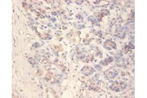 Immunohistochemistry of paraffin-embedded human pancreatic tissue using ABIN7157084 at dilution of 1:100 (Amylin/DAP anticorps  (AA 34-70))