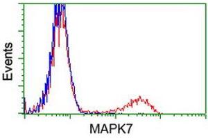 Flow Cytometry (FACS) image for anti-Mitogen-Activated Protein Kinase 12 (MAPK12) antibody (ABIN1499302) (MAPK12 anticorps)