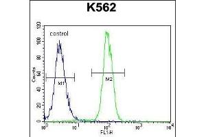 ZN Antibody (N-term) (ABIN655242 and ABIN2844845) flow cytometric analysis of K562 cells (right histogram) compared to a negative control cell (left histogram). (ZNF619 anticorps  (N-Term))