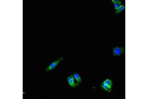 Immunofluorescent analysis of HepG2 cells using ABIN7162688 at dilution of 1:100 and Alexa Fluor 488-congugated AffiniPure Goat Anti-Rabbit IgG(H+L)