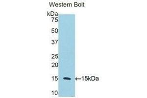 Western Blotting (WB) image for anti-CD59 (CD59) (AA 25-104) antibody (ABIN1858311) (CD59 anticorps  (AA 25-104))
