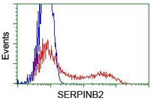 HEK293T cells transfected with either RC203139 overexpress plasmid (Red) or empty vector control plasmid (Blue) were immunostained by anti-SERPINB2 antibody (ABIN2455294), and then analyzed by flow cytometry. (SERPINB2 anticorps)