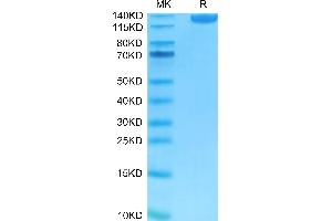 FITC-Labeled Human Siglec-2/CD22 on Tris-Bis PAGE under reduced condition. (CD22 Protein (AA 20-687) (FITC,Fc Tag))