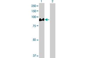 Western Blot analysis of ACO1 expression in transfected 293T cell line by ACO1 MaxPab polyclonal antibody. (Aconitase 1 anticorps  (AA 1-889))
