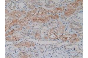 Detection of BMP9 in Human Kidney Tissue using Polyclonal Antibody to Bone Morphogenetic Protein 9 (BMP9) (GDF2 anticorps  (AA 32-427))