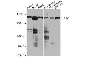 Western blot analysis of extracts of various cell lines, using PER1 antibody. (PER1 anticorps  (AA 1-200))