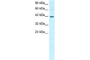 WB Suggested Anti-MIER1 Antibody Titration:  1.