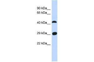 C4ORF22 antibody used at 1 ug/ml to detect target protein. (C4orf22 anticorps  (N-Term))