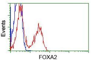 Image no. 2 for anti-Forkhead Box A2 (FOXA2) (AA 300-458) antibody (ABIN1491367) (FOXA2 anticorps  (AA 300-458))